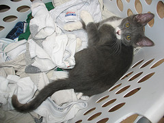 Make sure to remove all cats before heading to bar/laundromat. (debsagain)