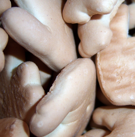 National Animal Cracker Day & 15 Other Food “Holidays” That Have No Need To Exist