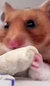 This Is What It Looks Like When Tiny Hamsters Meet Tiny Burritos