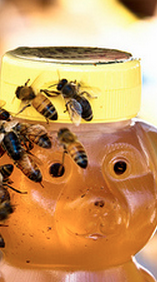FDA’s New Rules: Honey With Added Sweeteners Might Be Sweet, But It Ain’t Honey
