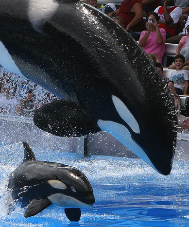 Appeals Court Denies SeaWorld’s Attempt To Overturn OSHA Violation