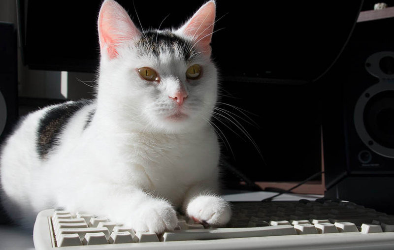 On the Internet, no one knows you're a grifting cat. (Vincent Verdult
