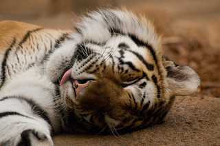 New York State Will Officially Ban Tiger Selfies