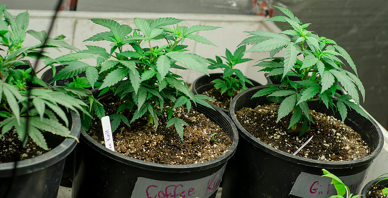 Why Some Pro-Pot Ohioans Are Against An Initiative To Legalize Marijuana