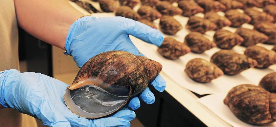 Airport Officials In L.A. Seize 67 Live Giant African Snails Meant For ...