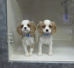 These puppies are neither sick nor underage to my knowledge. Just cute and puppies from The Shining. (ChrisGoldNY)