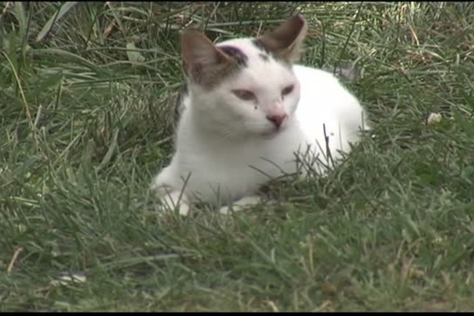 Indiana Walmart Under Siege By Feral Cats