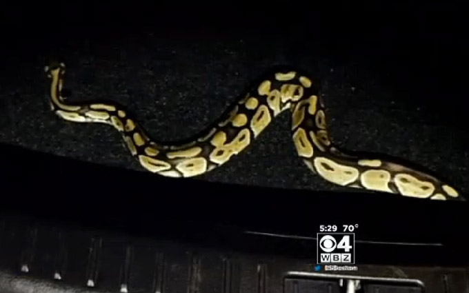 Tourists Rent Car, Get Free Snake In The Trunk