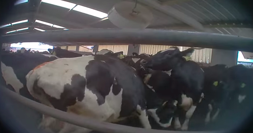 An animal welfare activist secretly shot video of alleged animal abuse at a New Mexico dairy farm. The dairy supplies milk used to make cheese and then supplied to national pizza chains.