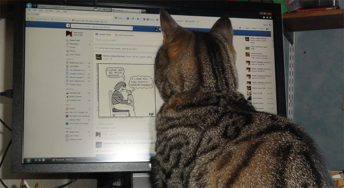 Cats' satisfaction ratings for Facebook were not evaluated. (Bob Avery)