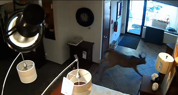 Deer Goes Buck Wild After Breaking Into Furniture Store, Lets Himself Out Back Door