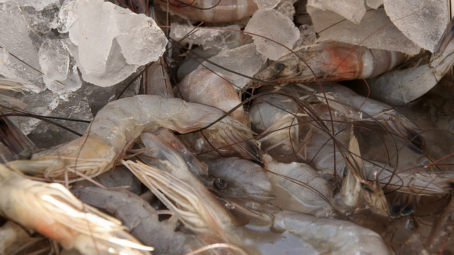 Customer Sues Costco, Claims Workers In Shrimp Farms Are Trafficked And Mistreated