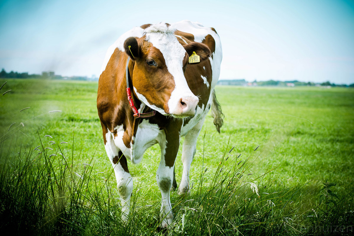 cattle-rustling-is-making-a-comeback-in-oklahoma-consumerist