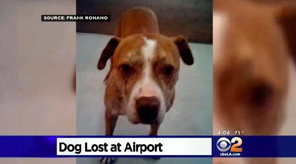 A Tampa man says Delta Airlines lost his dog. via CBS Los Angeles