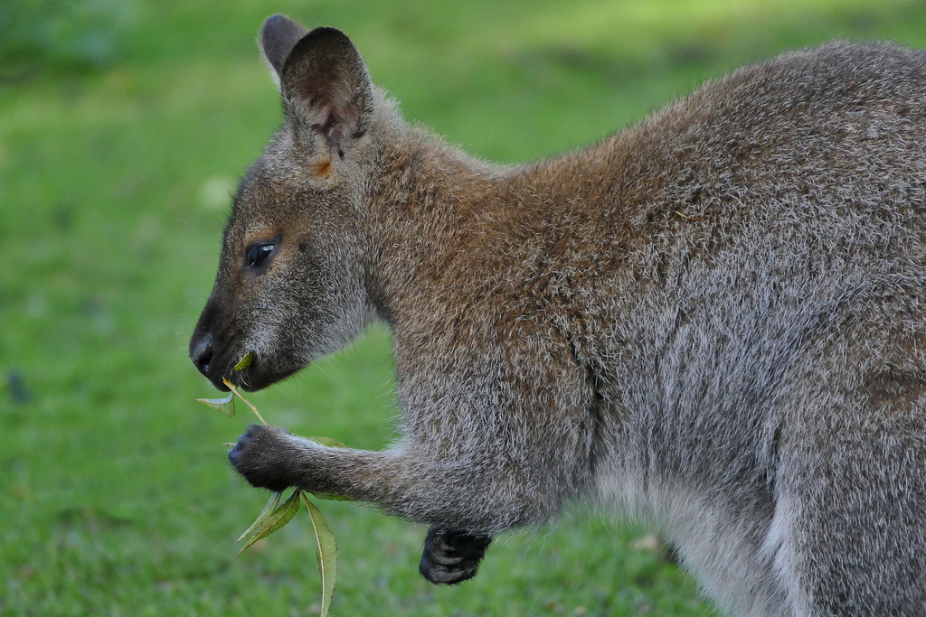 An example of a wallaby. They are cute.