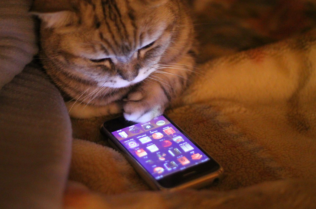 Cats are notorious for not heeding warnings about potential dangers of jailbreaking iPhones. (J)