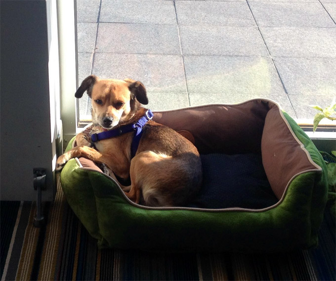 Hotel Employs Adoptable Dogs As Greeters, Finds Them Homes