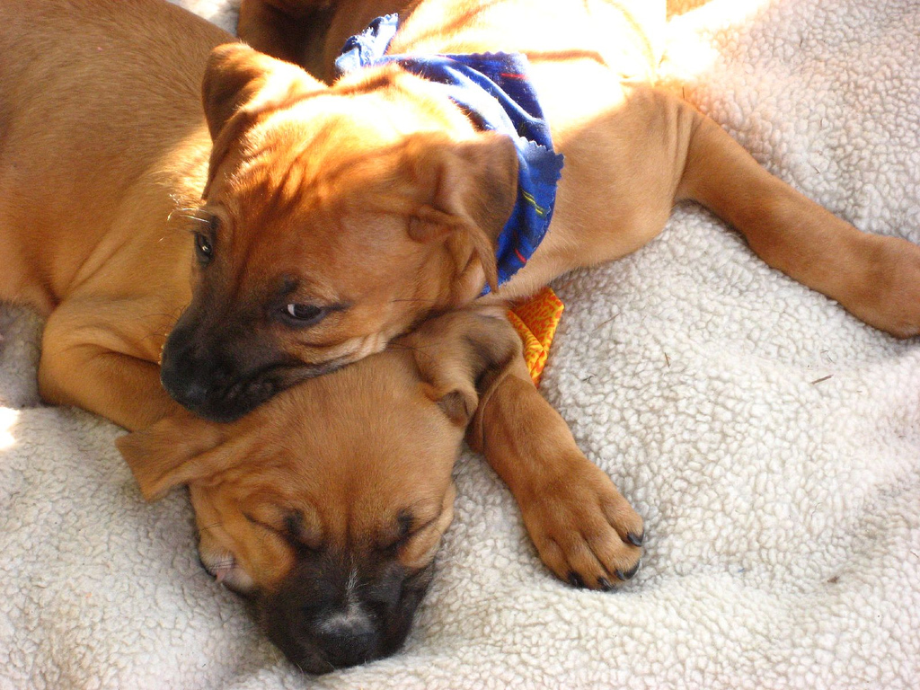 This is what puppies look like, sometimes. (Lisa Pisa)