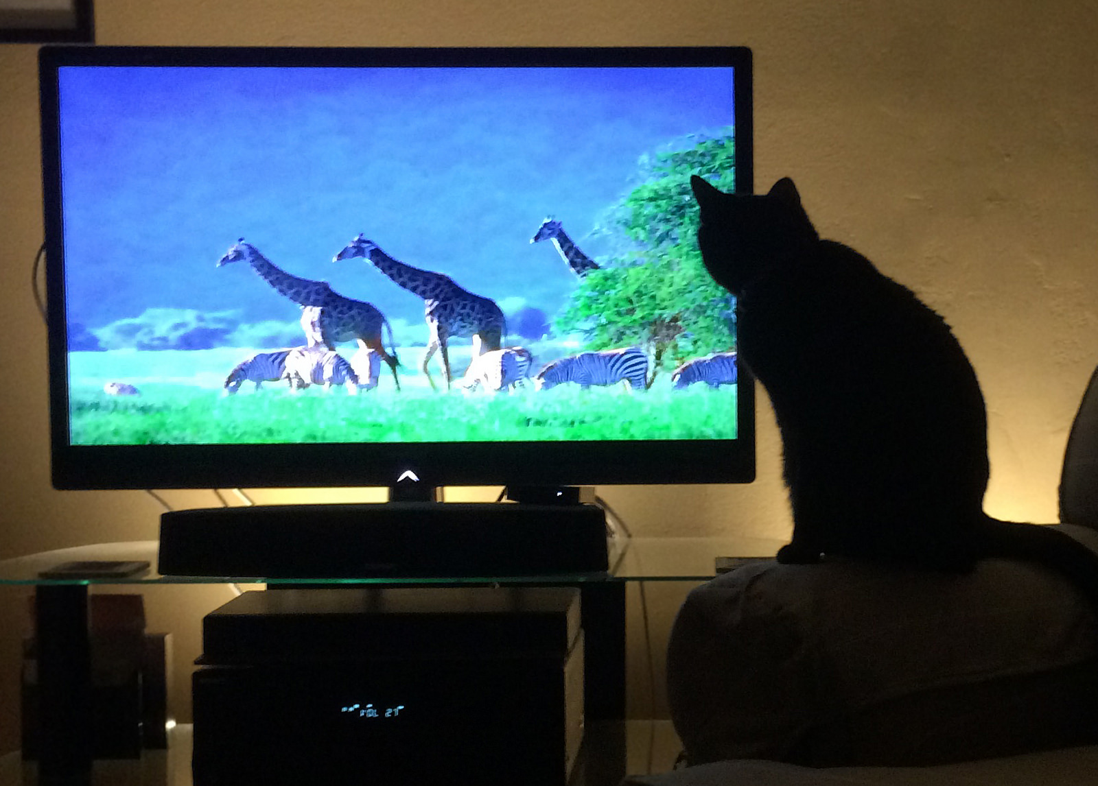 Включи телевизор главную страницу. Кот и телевизор. Изображение телевизора. Котик и телевизор. Кошачий телевизор.