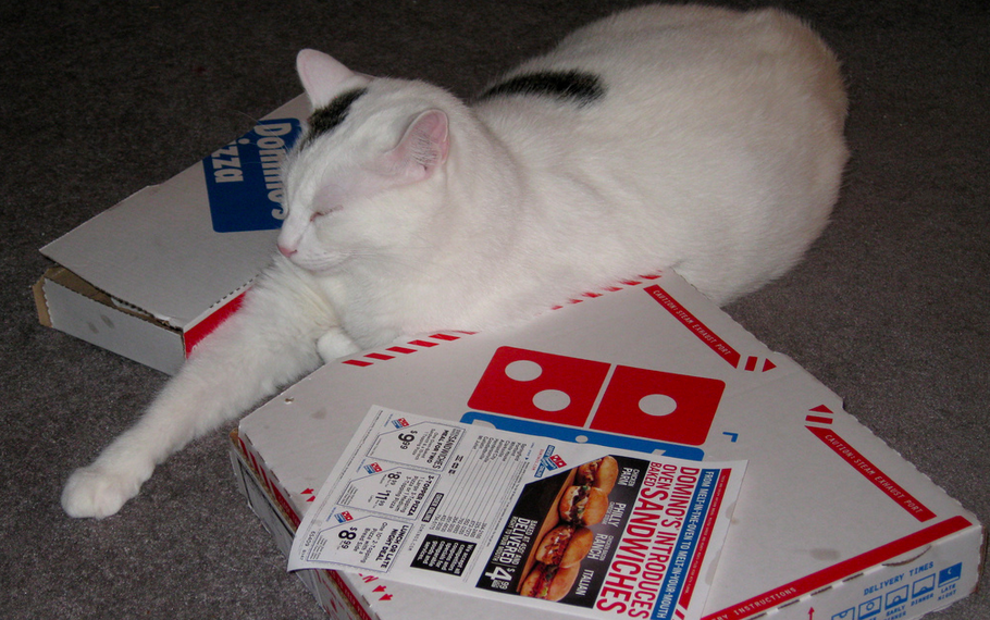This cat did not eat pizza from the Domino's in question.  (brandylee)