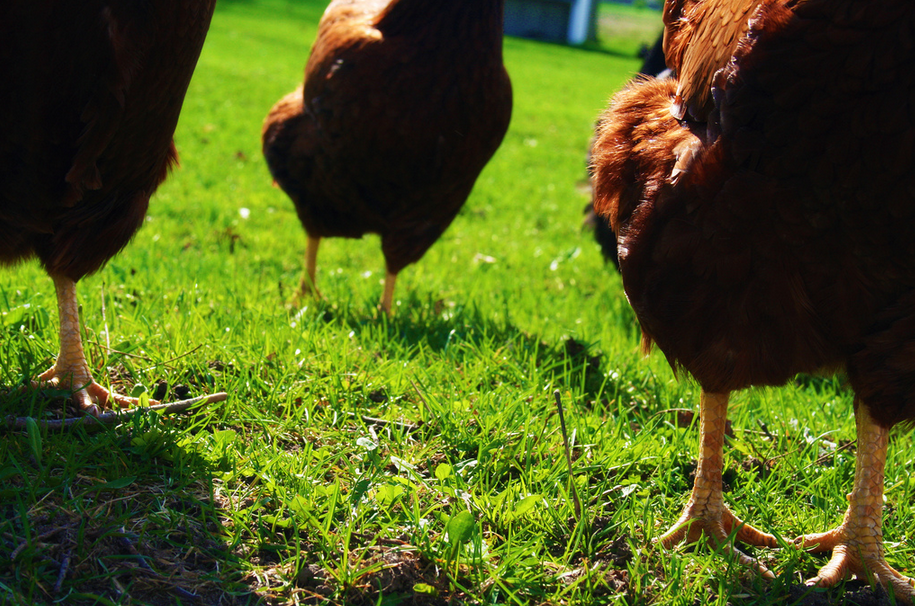 Mondelez And Denny’s Both Jumping On The Cage-Free Eggs Bandwagon