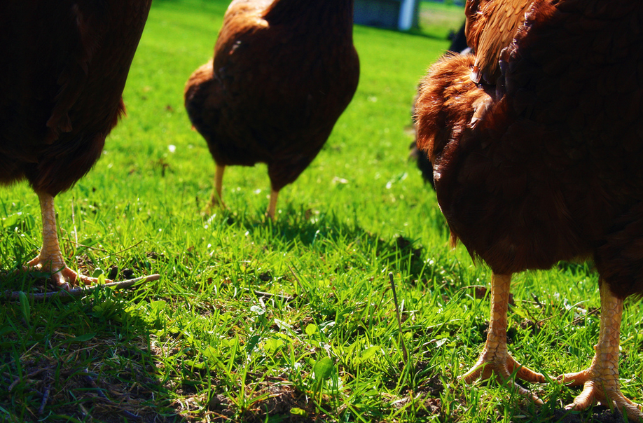 General Mills Sets A Goal To Buy Only Cage-Free Eggs By 2025
