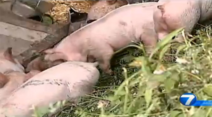 Weirdly Symmetrical Tractor-Trailer Crashes Scatter Live Piglets, Cases Of Bacon Across Highways