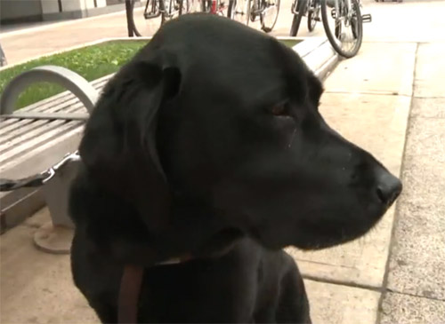 Yet Another Uber Passenger With Service Dog Allegedly Left At The Curb