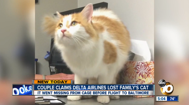 A family says Delta Air Lines failed to secure the cage their cat was in during transport, leading the animal to escape. 