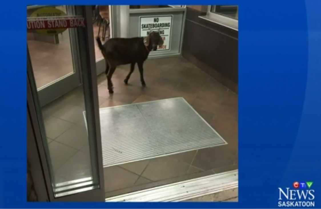Goat Kicked Out Of Tim Hortons For Loitering Without Buying Anything