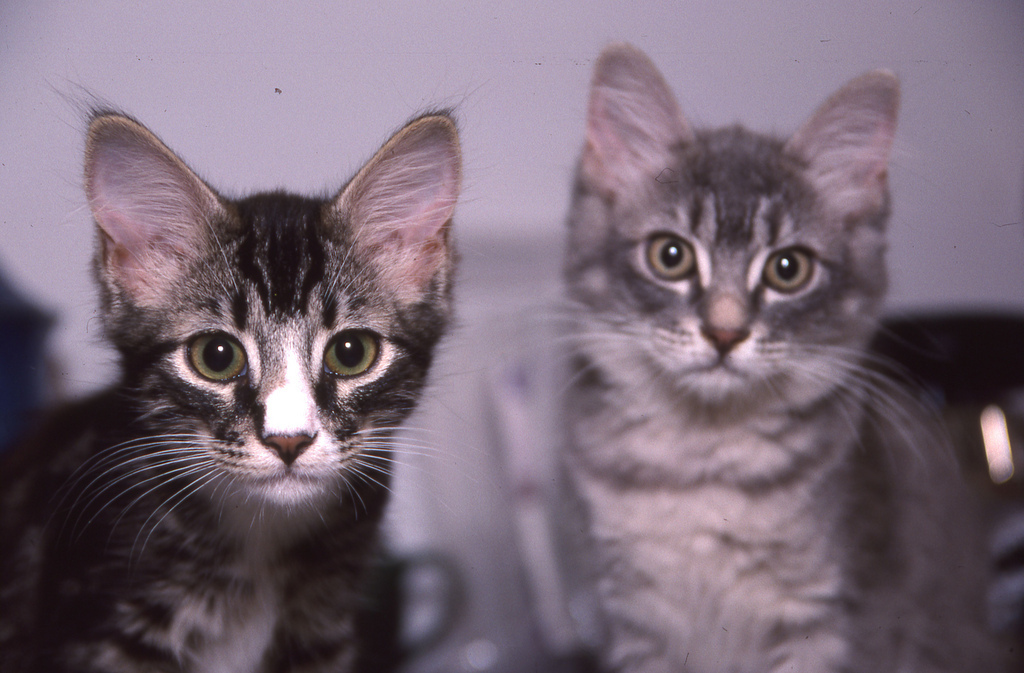 These kittens want you to get a kitten. (Great Beyond)