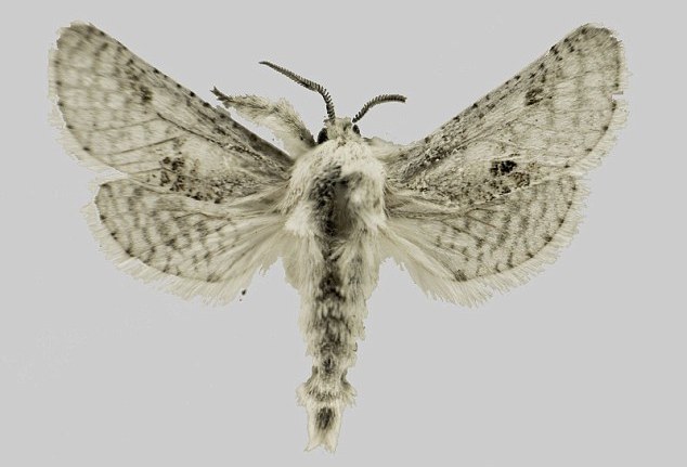 You Can Buy The Right To Name A New Moth Species
