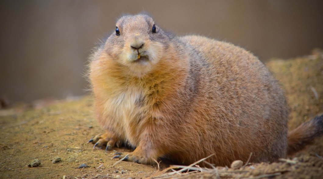 This prairie dog is not impressed by your hollow threats of legal action. (Angela N.)