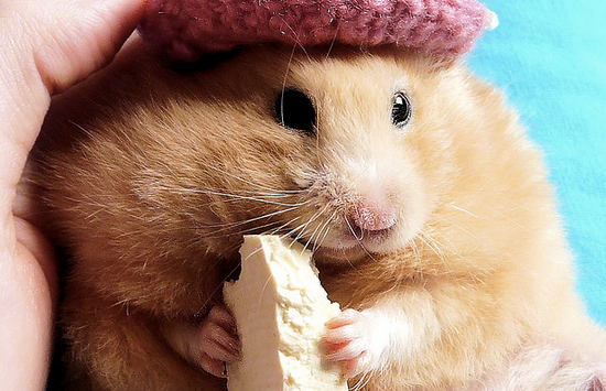 This tofu-loving hamster (probably) didn't steal the delivery truck. (pyza*) 