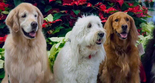 These pups aren't part of United Paws, but they'd still relieve holiday stress. (Hammerin Man)