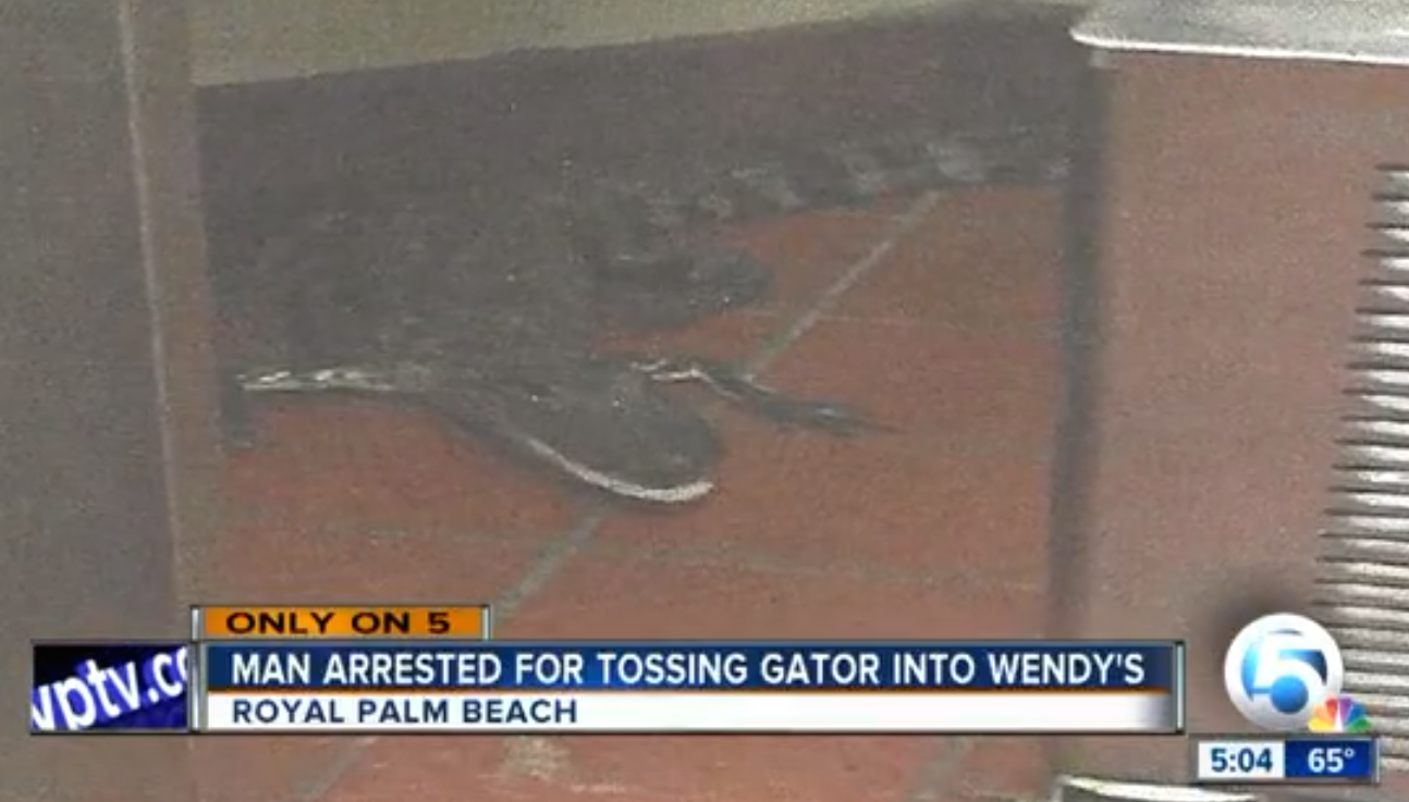 Man Arrested For Allegedly Throwing A Live Alligator Into Wendys Drive Thru Window Consumerist