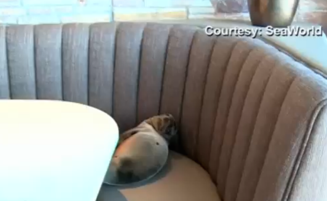 Hungry Sea Lion Pup Seats Herself In A Booth At Fancy San Diego Restaurant