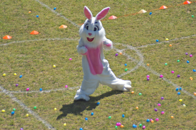 Not the bunny involved in this incident, but this one looks pretty belligerent too. (Michelle Makar Parker)