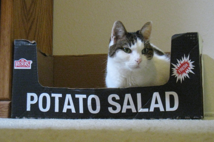 The recall of this salad has freed up the boxes it shipped in for use by cats.(Carbon Arc)