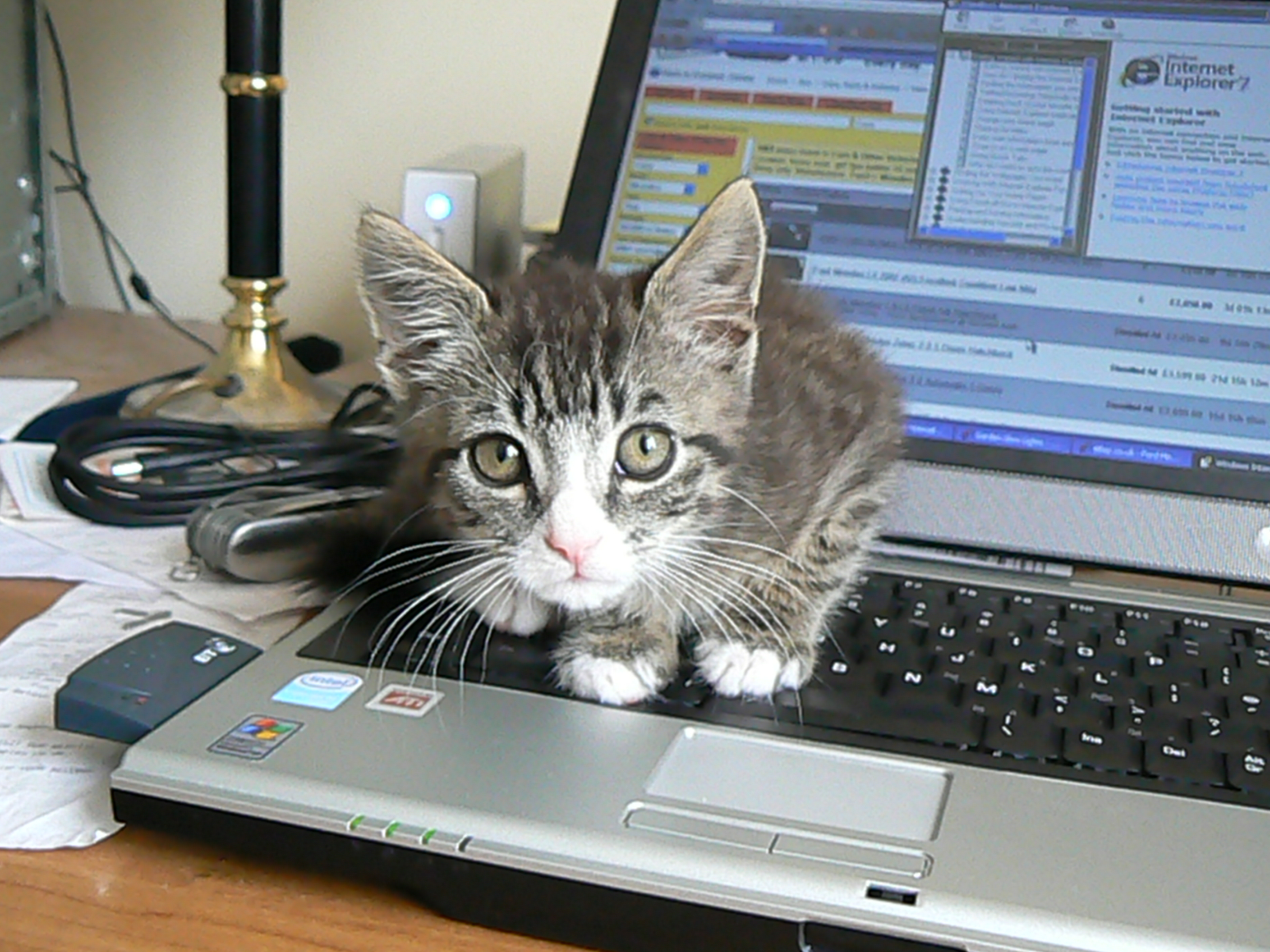 Кот разработчик. Котенок с компьютером. Котик за компьютером. Кошка и компьютер. Кот с ноутбуком.