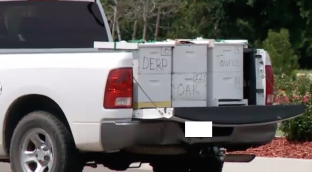 Swarm Of Bees Gets Loose In Parking Lot Of Walmart, Sends 3 Customers To Hospital