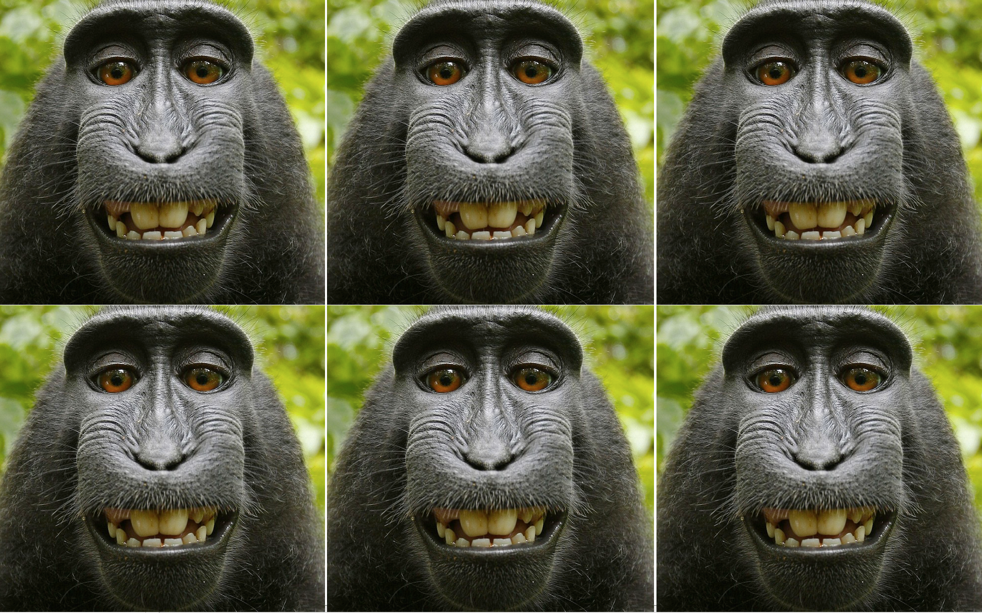 The monkey selfie lawsuit lives - The Verge