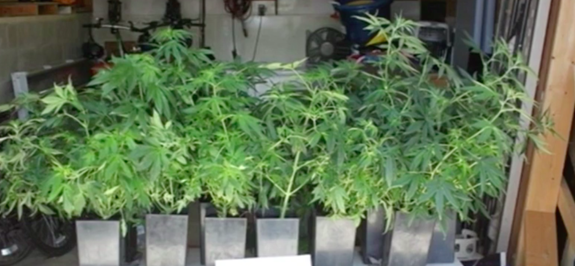 Man Assumed He Could Grow Marijuana Because He “Thought It Would Be Legal Soon”