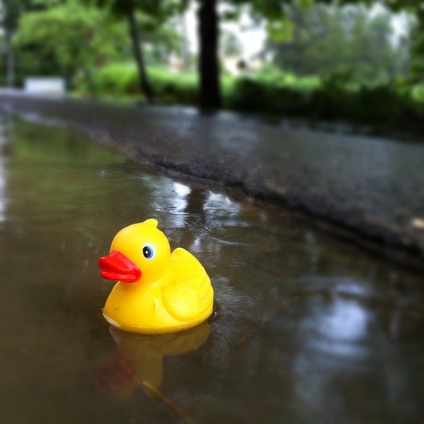 Lost duckie