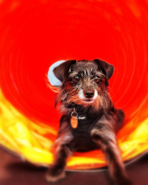 Sophia in the agility tunnel at Zoom Room Hollywood