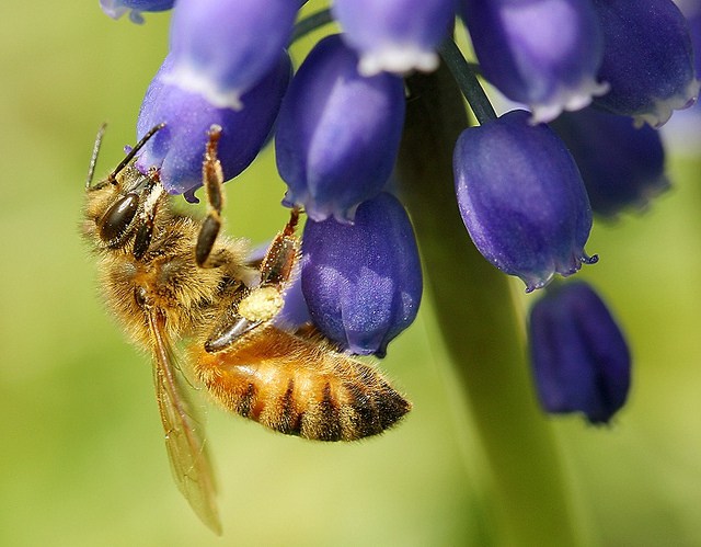 Honeybee &  Grape Hyacinth