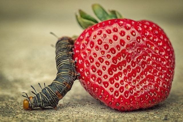 Caterpillar & Strawberry